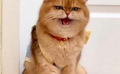 2019香蕉DVD在线观看直播